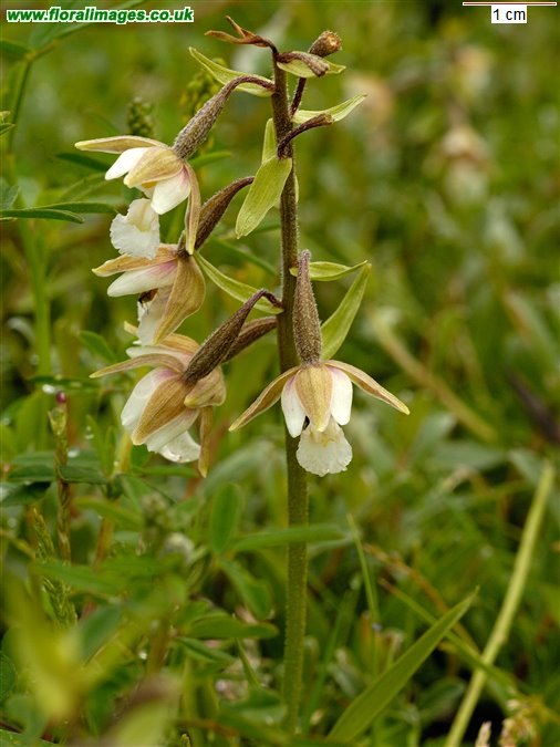 Epipactis palustris