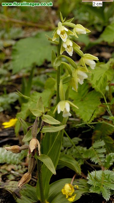 Epipactis palustris