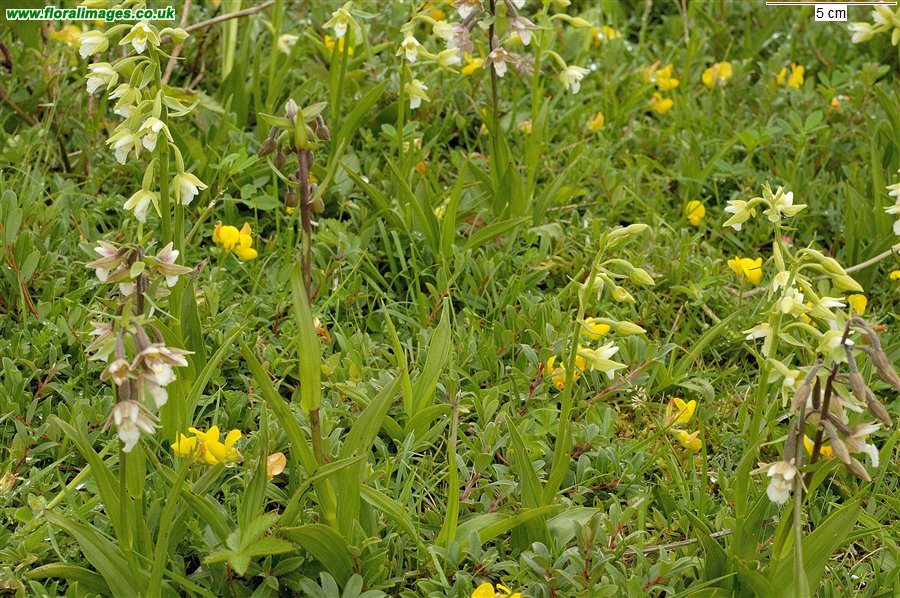 Epipactis palustris