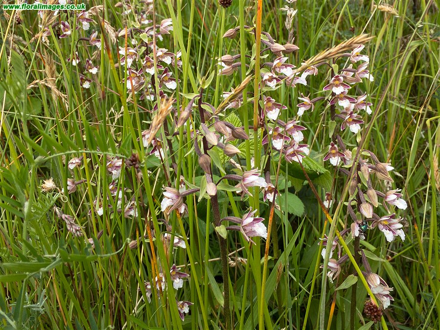 Epipactis palustris