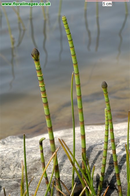 Equisetum fluviatile