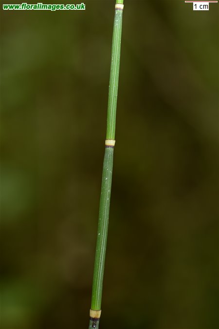 Equisetum hyemale