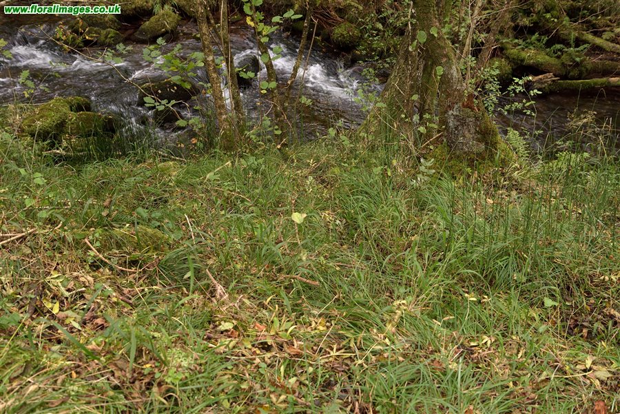 Equisetum hyemale