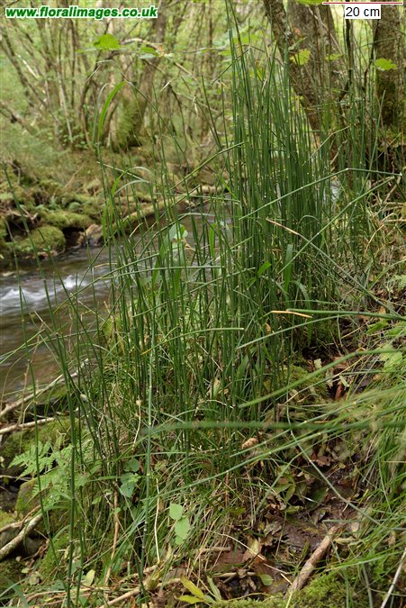 Equisetum hyemale