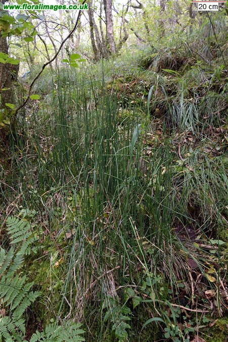 Equisetum hyemale