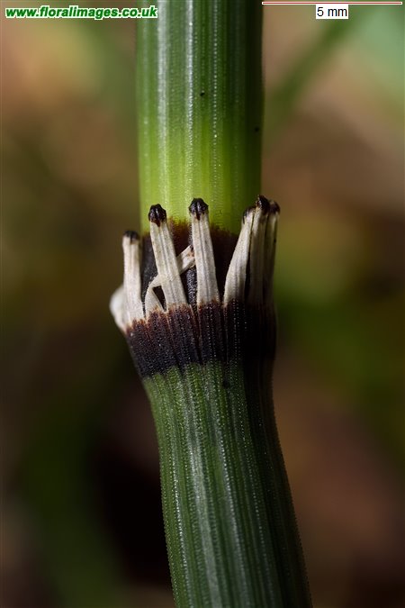 Equisetum hyemale