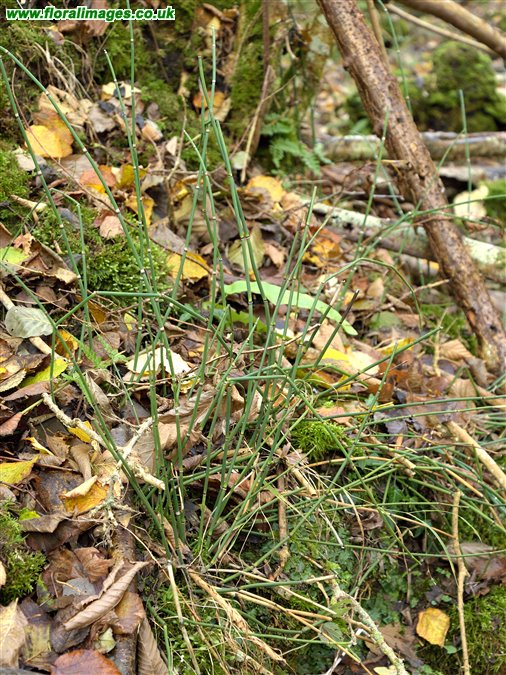 Equisetum hyemale