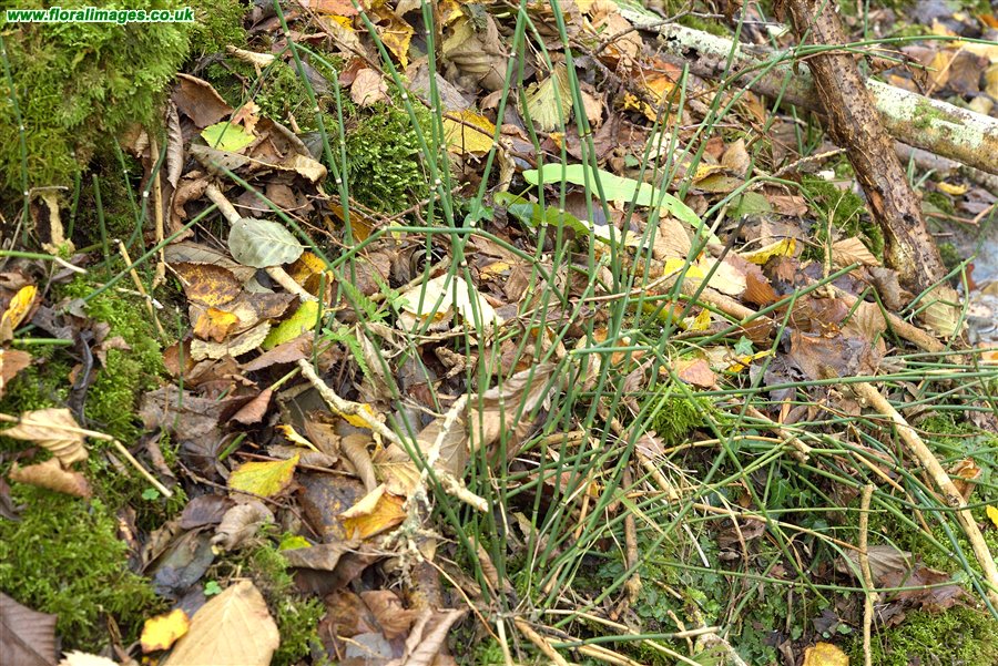 Equisetum hyemale