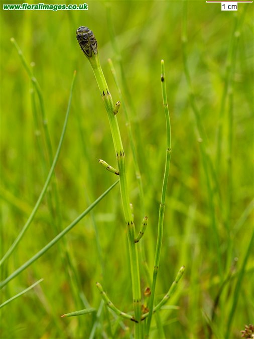 Equisetum palustre