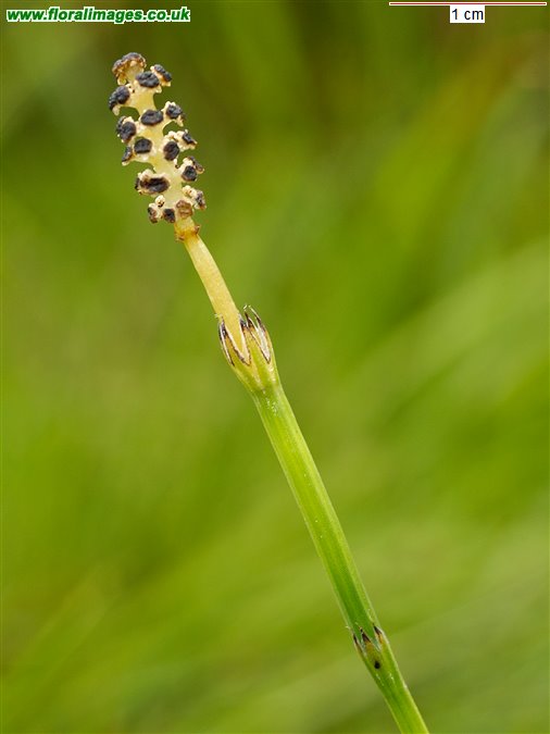 Equisetum palustre
