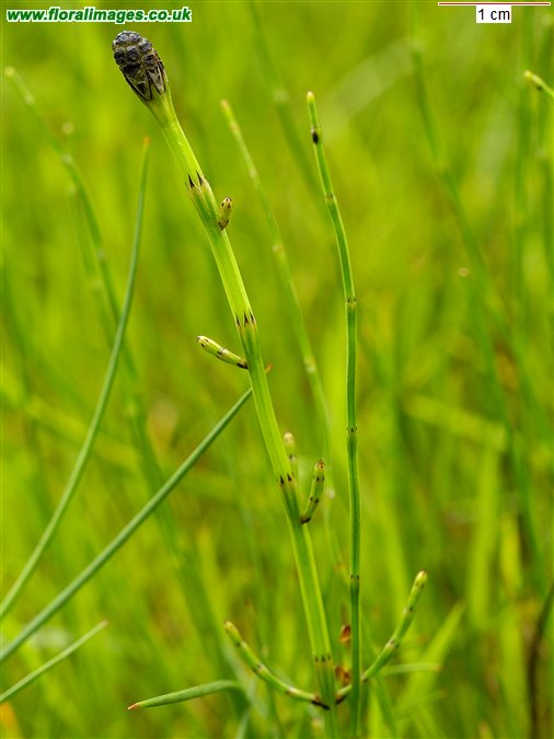 Equisetum palustre