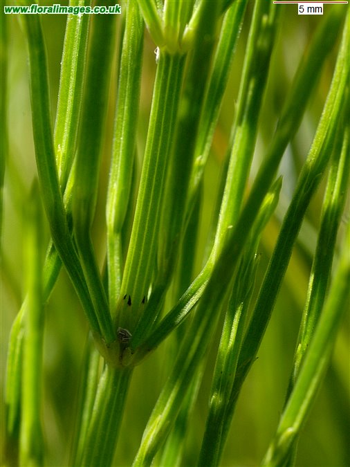 Equisetum palustre