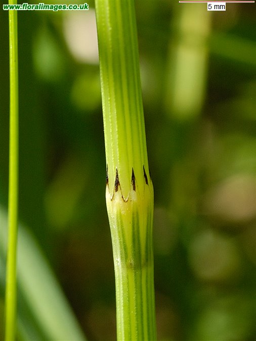 Equisetum palustre