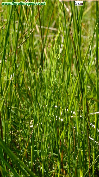 Equisetum palustre