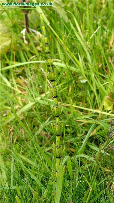 Equisetum palustre