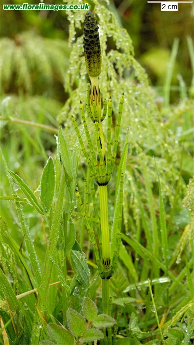Equisetum palustre