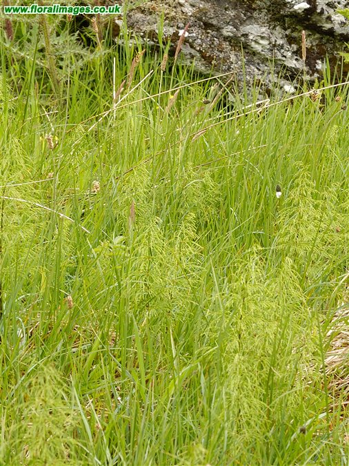 Equisetum sylvaticum