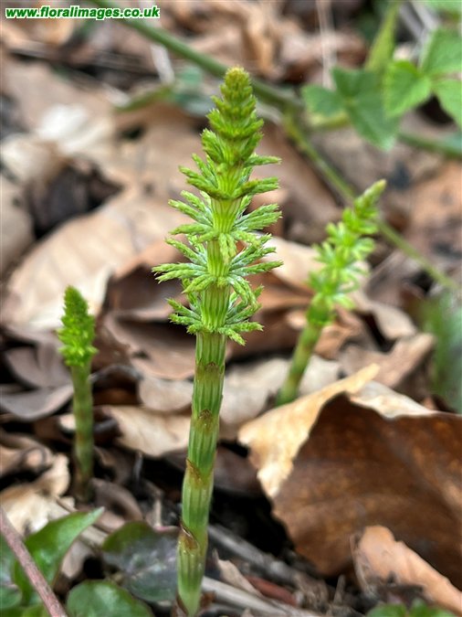 Equisetum sylvaticum
