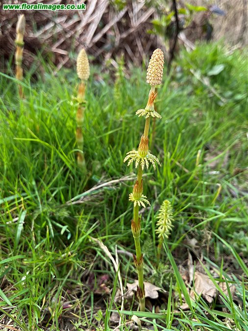 Equisetum sylvaticum