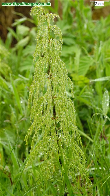 Equisetum sylvaticum