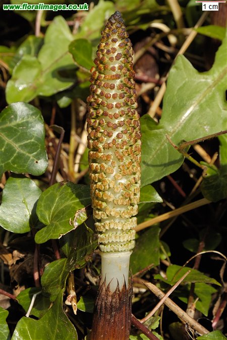 Equisetum telmateia
