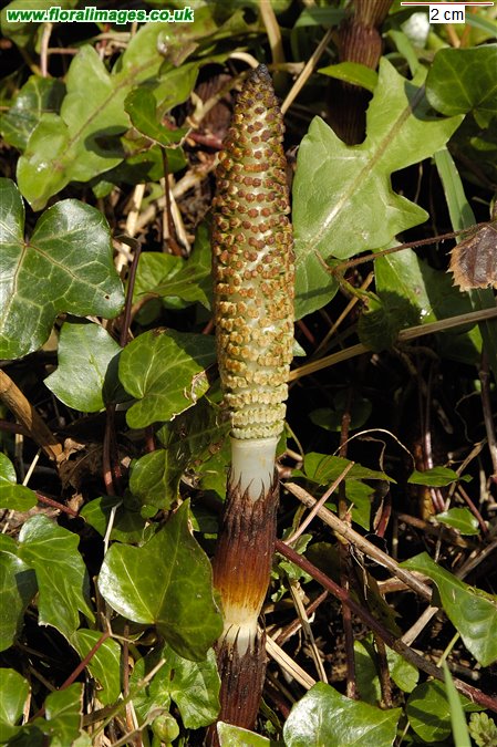 Equisetum telmateia