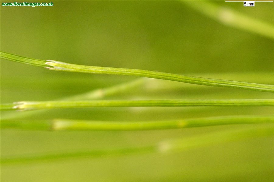 Equisetum telmateia