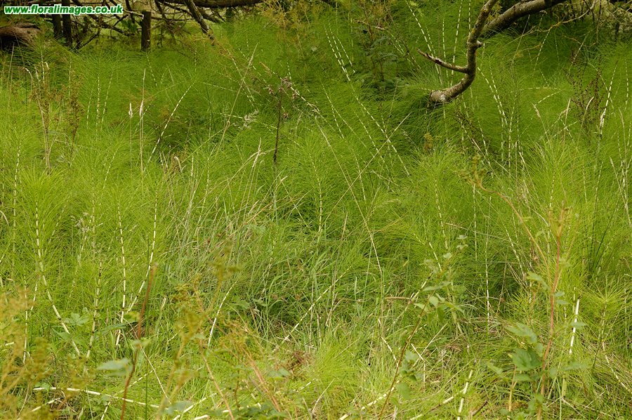Equisetum telmateia