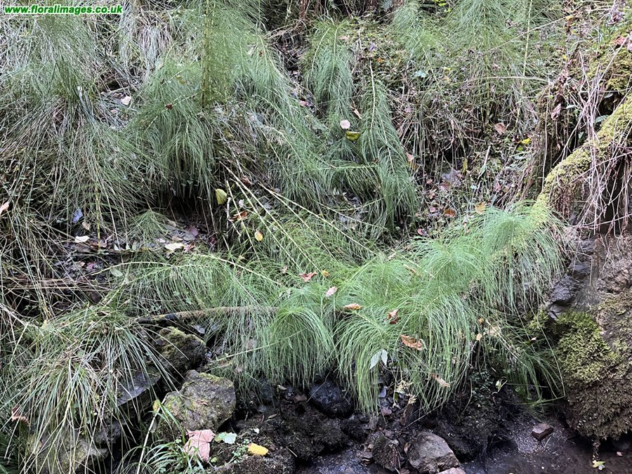Equisetum telmateia