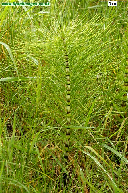Equisetum telmateia