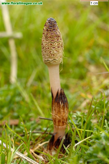 Equisetum telmateia