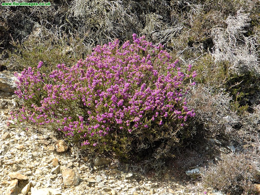 Erica cinerea
