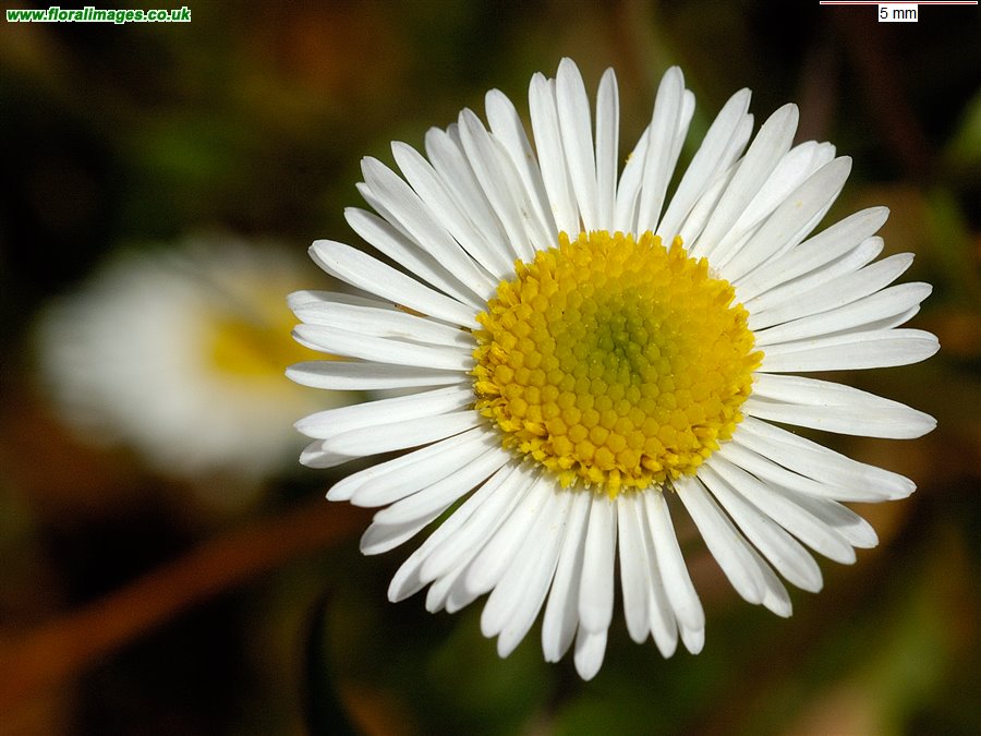 Erigeron karvinskianus