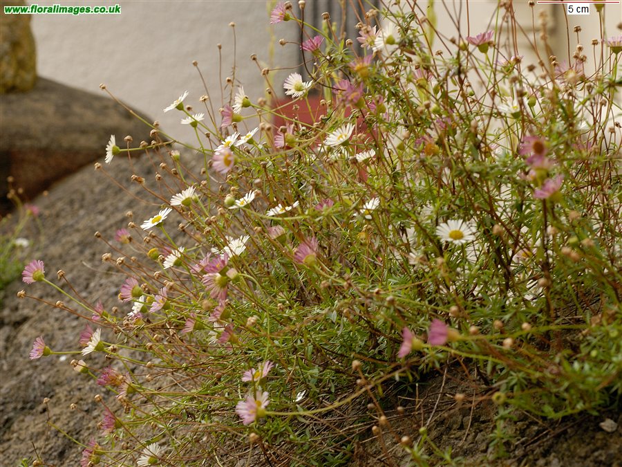 Erigeron karvinskianus