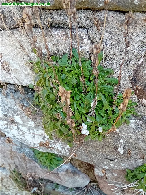 Erinus alpinus