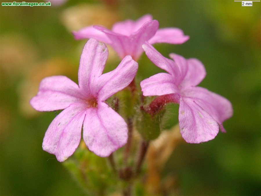 Erinus alpinus