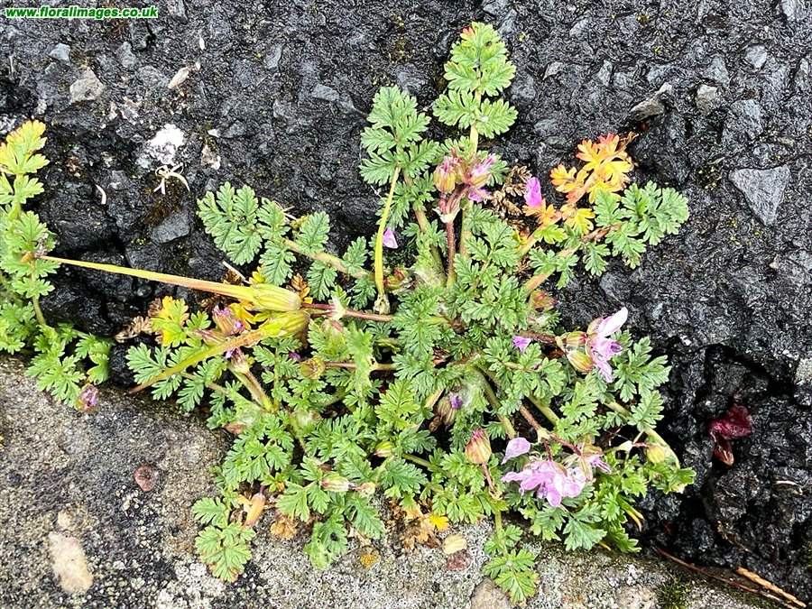 Erodium cicutarium