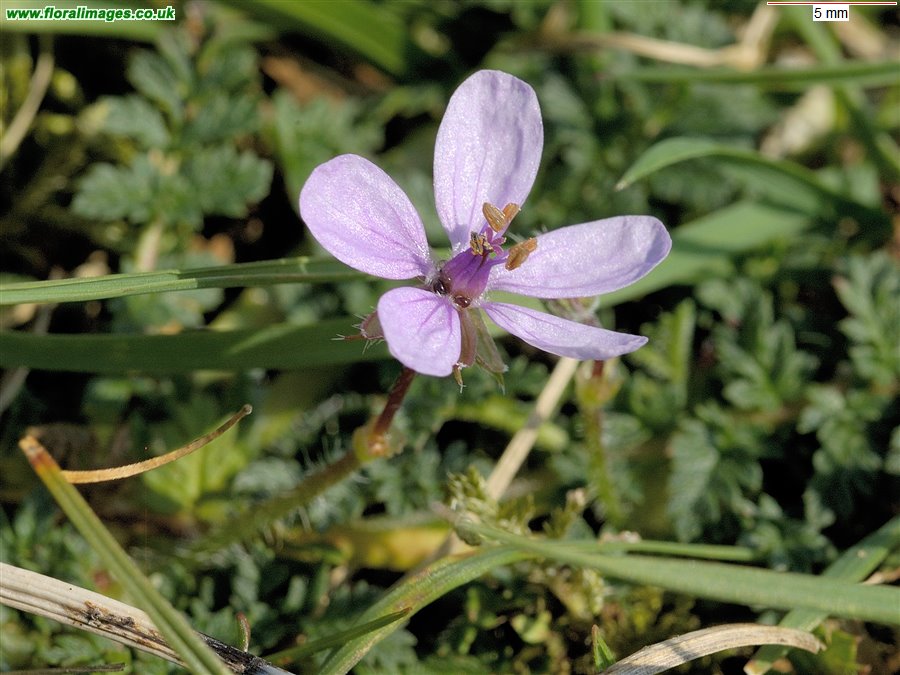 Erodium cicutarium