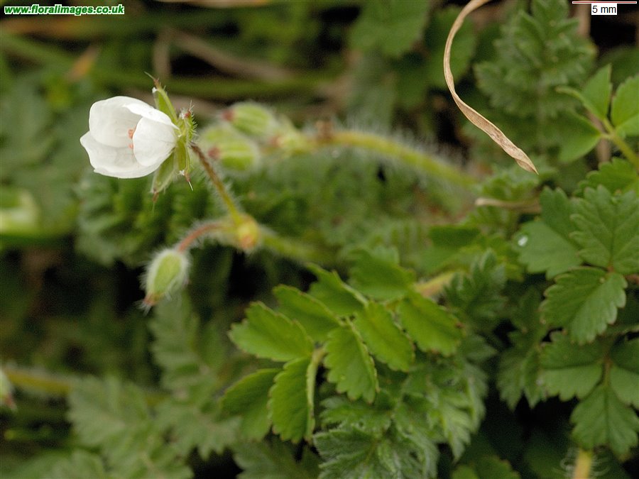 Erodium cicutarium