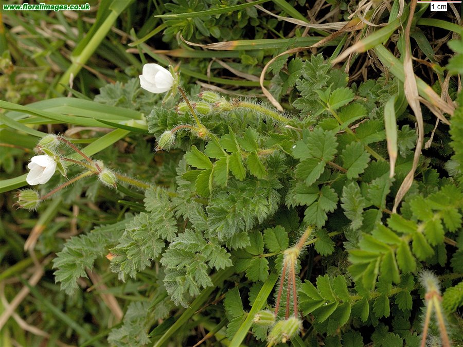 Erodium cicutarium