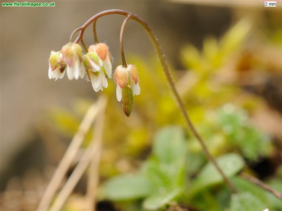 Erophila verna