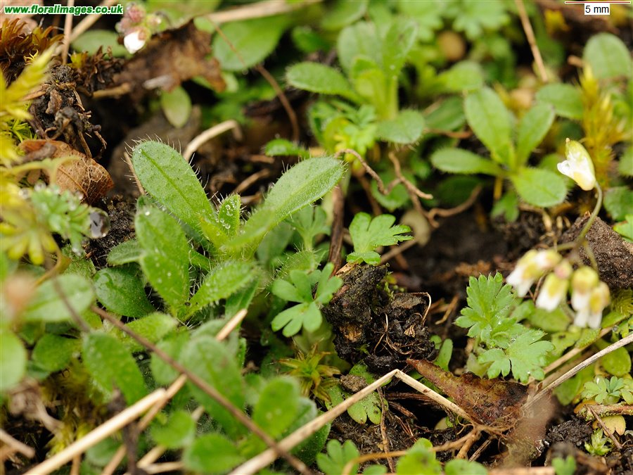 Erophila verna