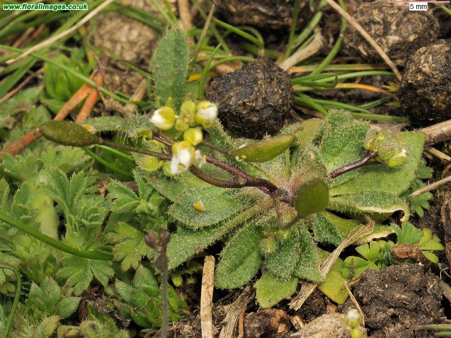 Erophila verna