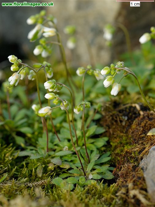 Erophila verna