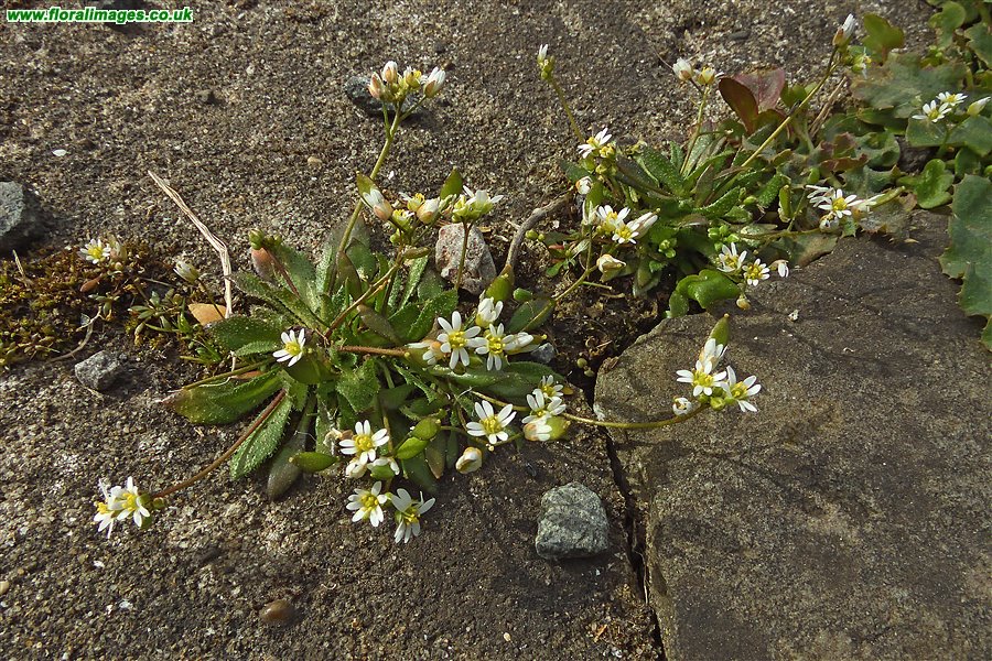 Erophila verna