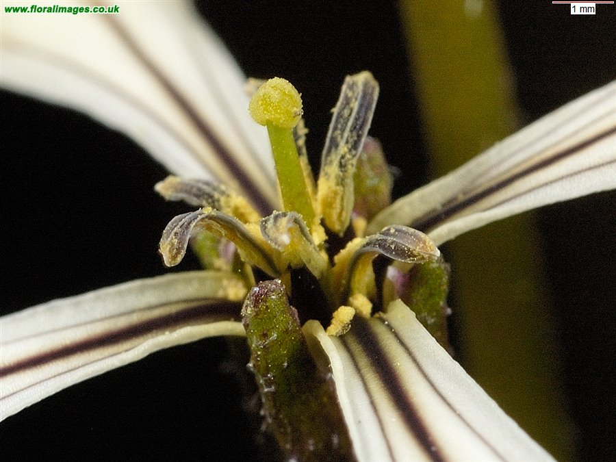 Eruca vesicaria