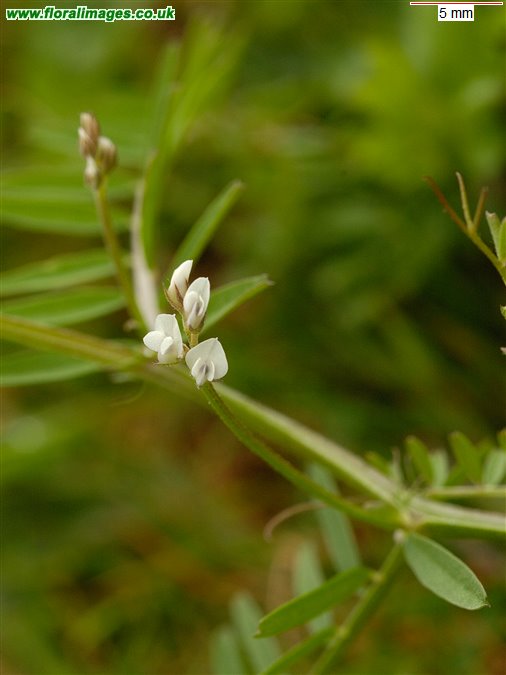 Ervilia hirsuta