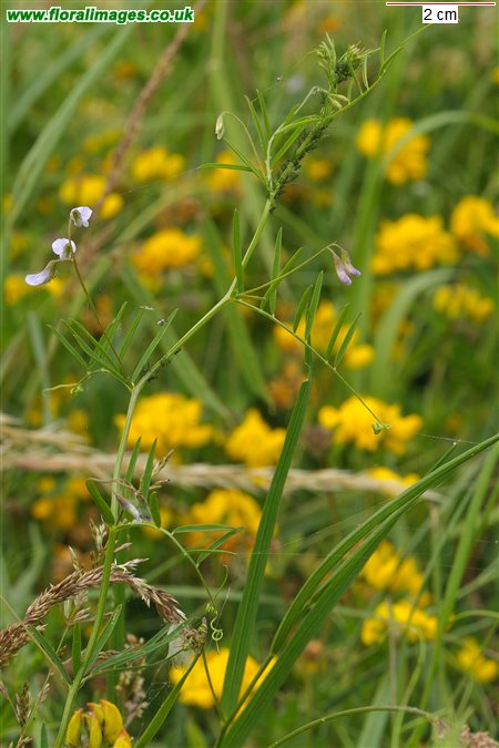 Ervum tetraspermum