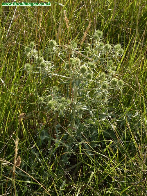Eryngium campestre