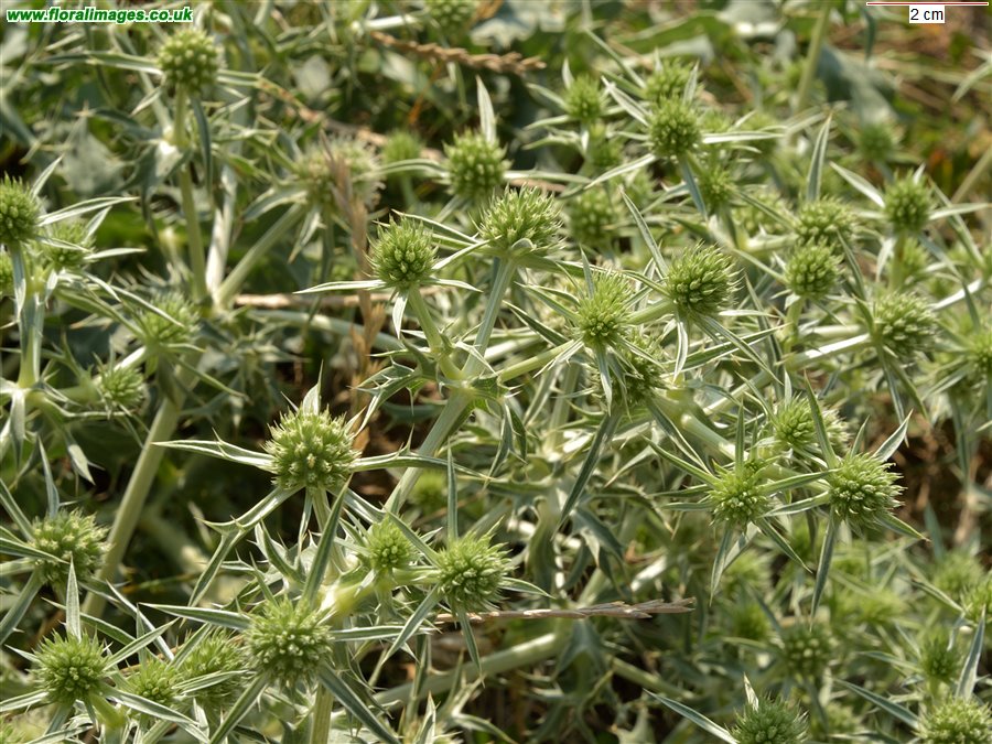 Eryngium campestre